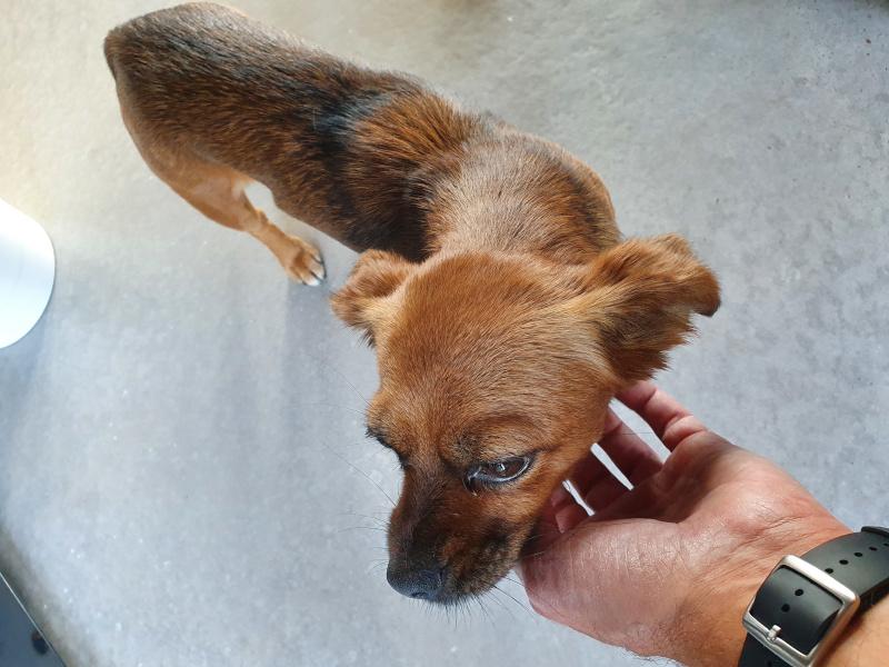 Bürohund Cookie bei Team Q: kleiner brauner Hund wird im Büro gestreichelt – Symbolbild für Teamkultur, Wohlfühlatmosphäre und Arbeitgeberimage.